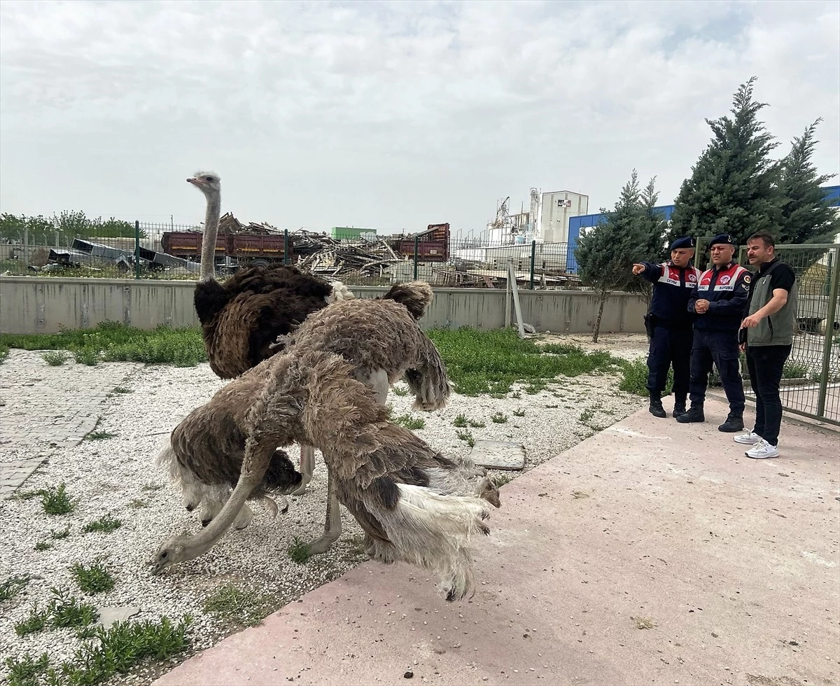 Aksaray'da yasa dışı hayvan ticareti yapan kişiye 30 bin lira ceza