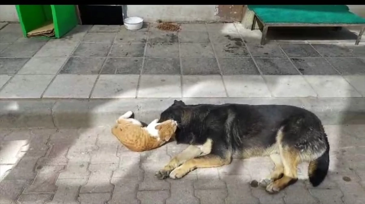 Amasya'da kedi ve köpeğin dostluğu kameraya yansıdı