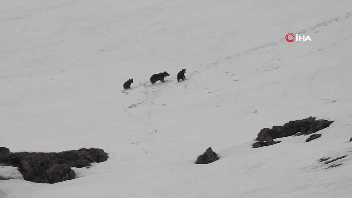 Anne ayı ve yavrularının karlı arazide gezintisi