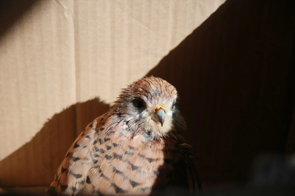 Ardahan'da Yaralı Kerkenez Kuşu Tedavi Altına Alındı