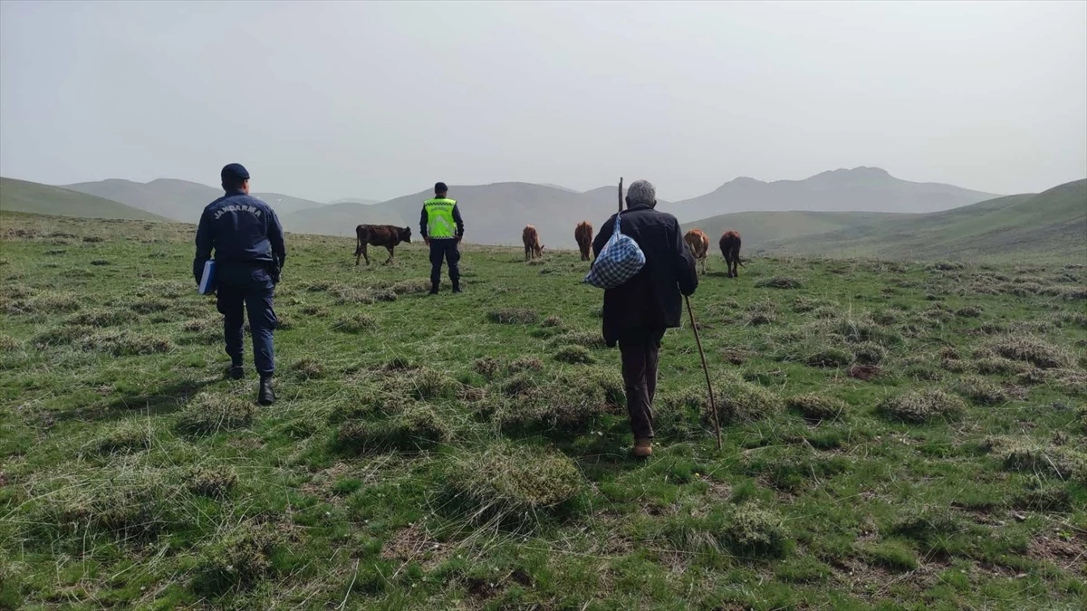 Bayburt’ta kaybolan büyükbaş hayvanlar dron yardımıyla bulundu