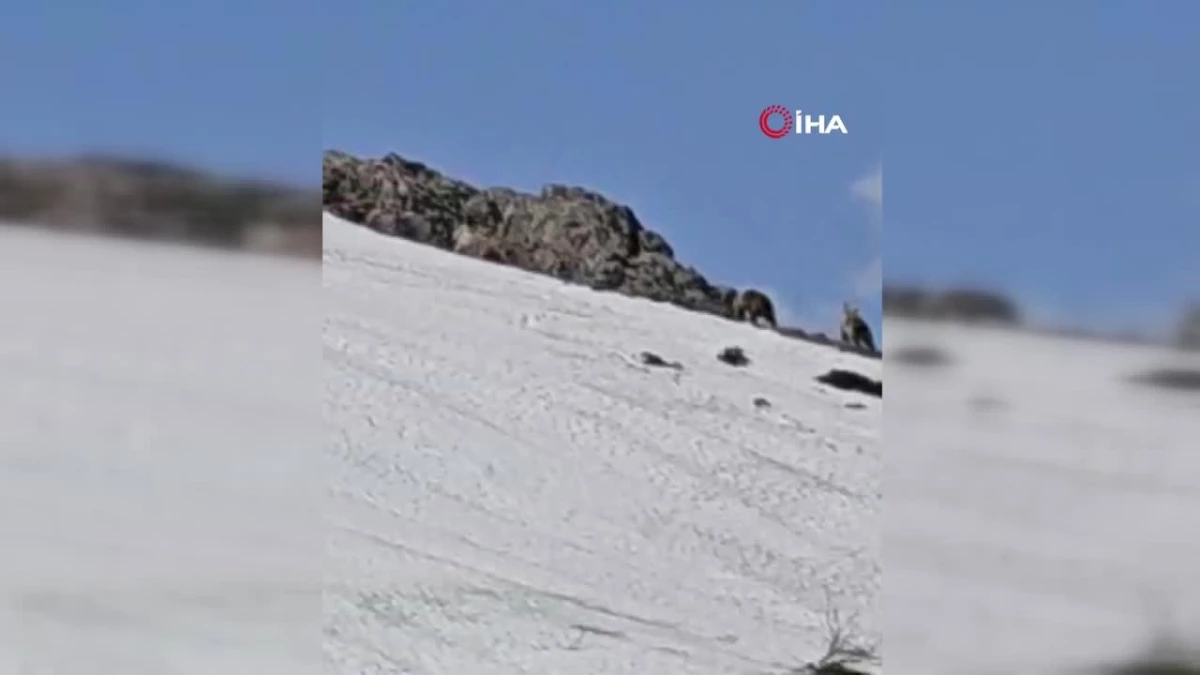 Bingöl’de karla kaplı tepede görüntülenen ayılar