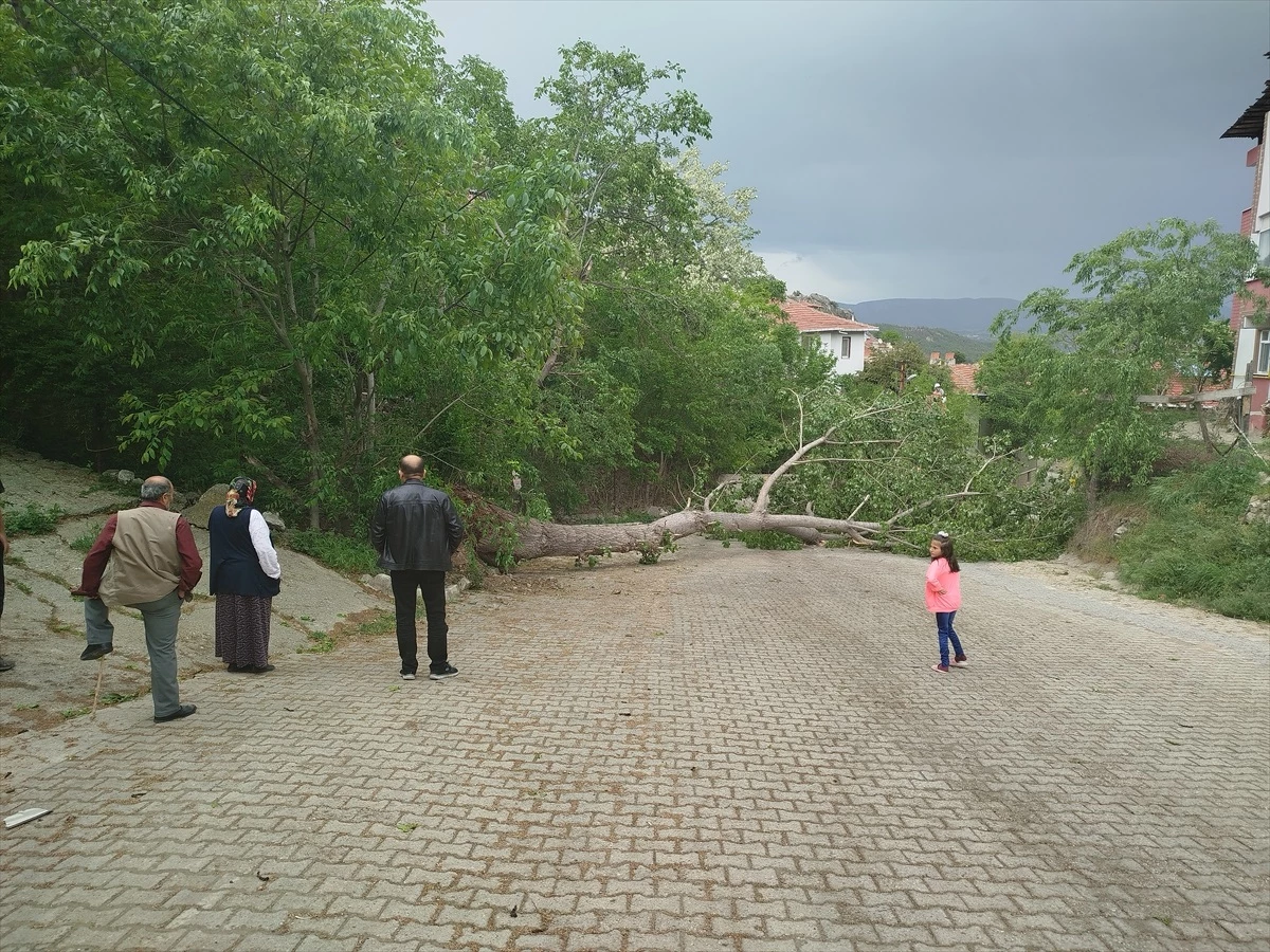 Sinop’ta Rüzgarın Etkisiyle Devrilen Ağaç Elektrik Teline Zarar Verdi