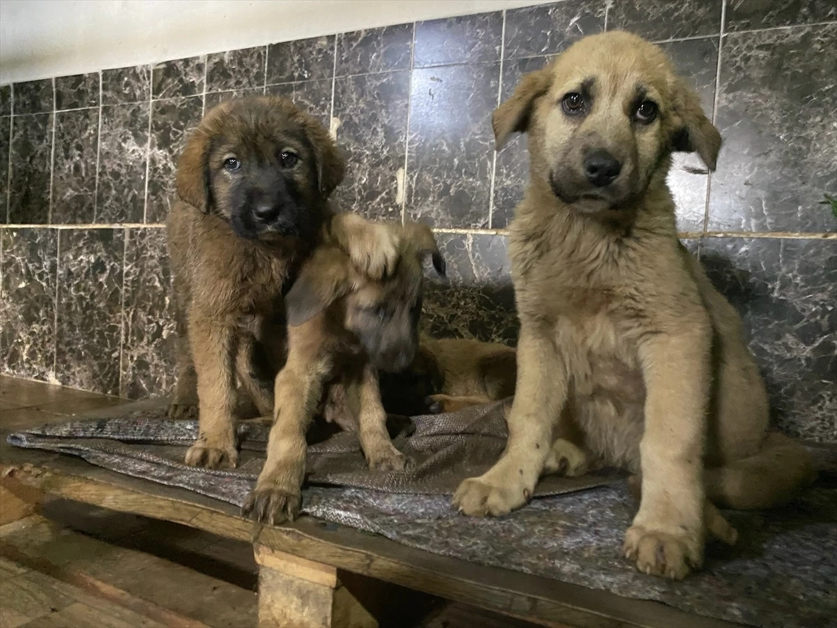 Erzurum'da Zifte Bulanan Köpek Yavruları Temizlendi