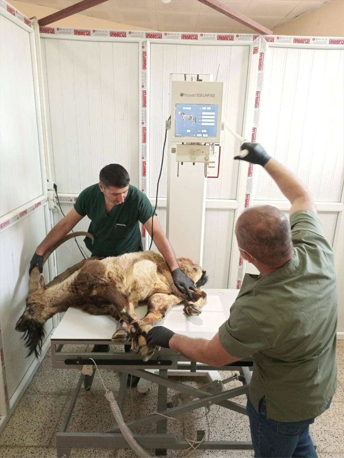 Hakkari'de yaralı halde bulunan dağ keçisi tedavi ediliyor