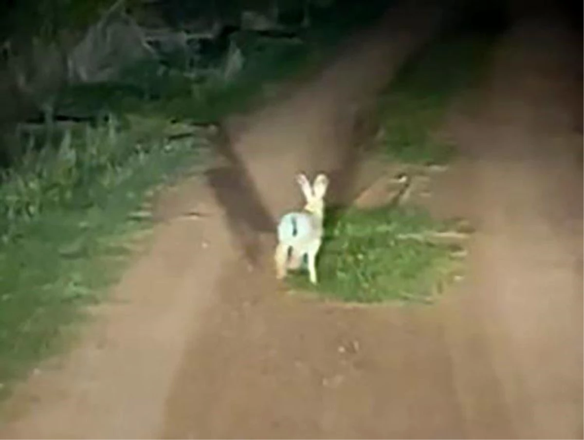 Çankırı'da Otomobilin Önünden Koşan Tavşan Yol Vermiyor