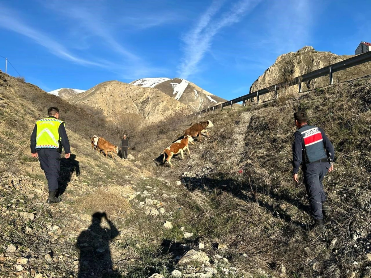 Bayburt’ta Kaybolan Büyükbaş Hayvanlar Drone İle Bulundu