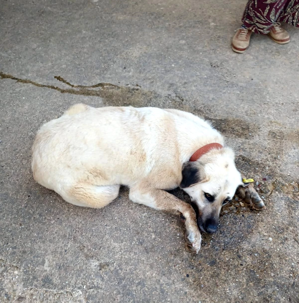 Keşan’da Zehirlenen Köpeklerden Birisi Öldü