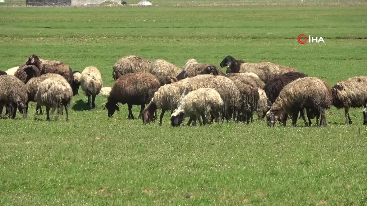 Muş'ta 40 bin TL'ye çoban bulunamıyor