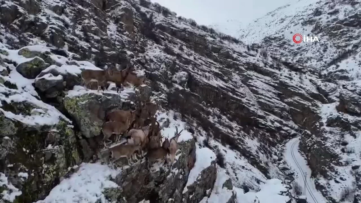 Nesli Tehlikede Olan Dağ Keçileri Bayburt'ta Görüntülendi