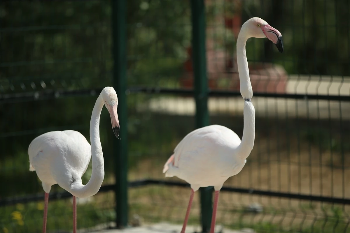 Sakarya’da Tabiat Parkı, Yaralı Yaban Hayvanlarına Yeni Ev Oluyor