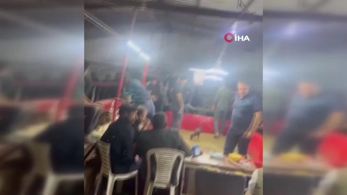 Şanlıurfa'da horoz dövüştürerek kumar oynayanlara polis baskını kamerada