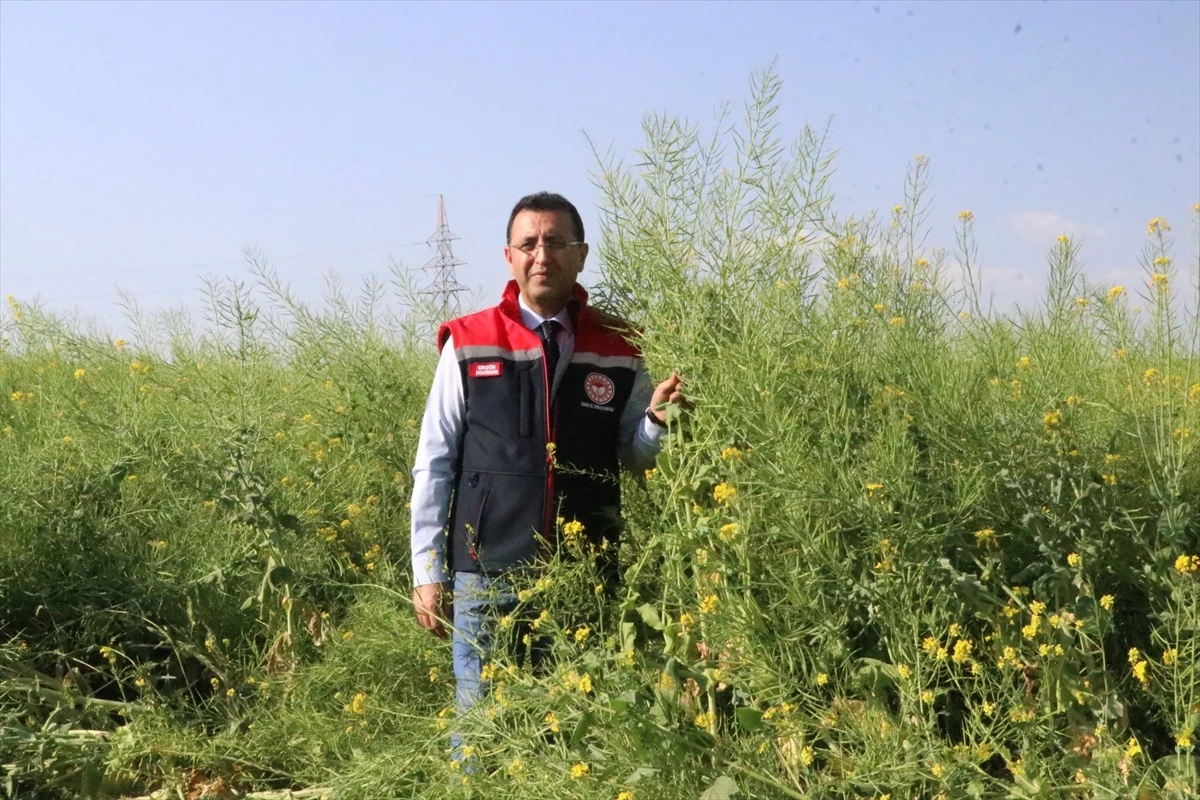 Siirt'te deneme ekimi yapılan yem şalgamının hasadı yapıldı