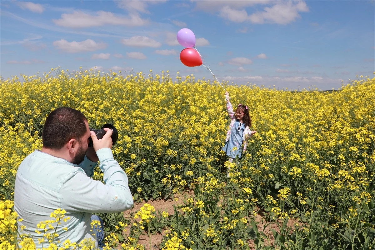 Tekirdağ'da Kanola Tarlaları Fotoğrafçıların Doğal Stüdyosu