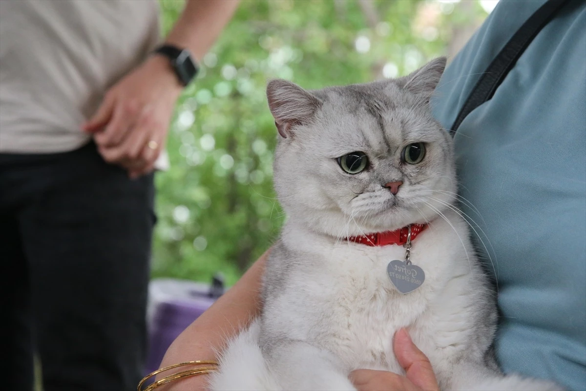 Tokat’ta Dünya Veteriner Hekimler Günü’nde Kedi Güzellik Yarışması Düzenlendi
