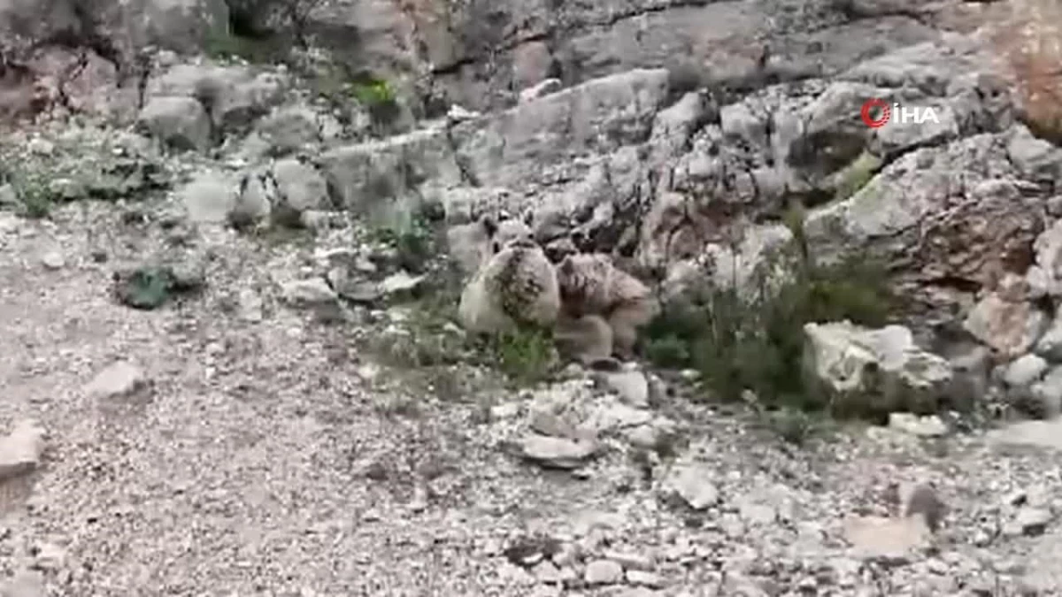Tunceli’de anne ayı, yavrularını emzirirken böyle görüntülendi