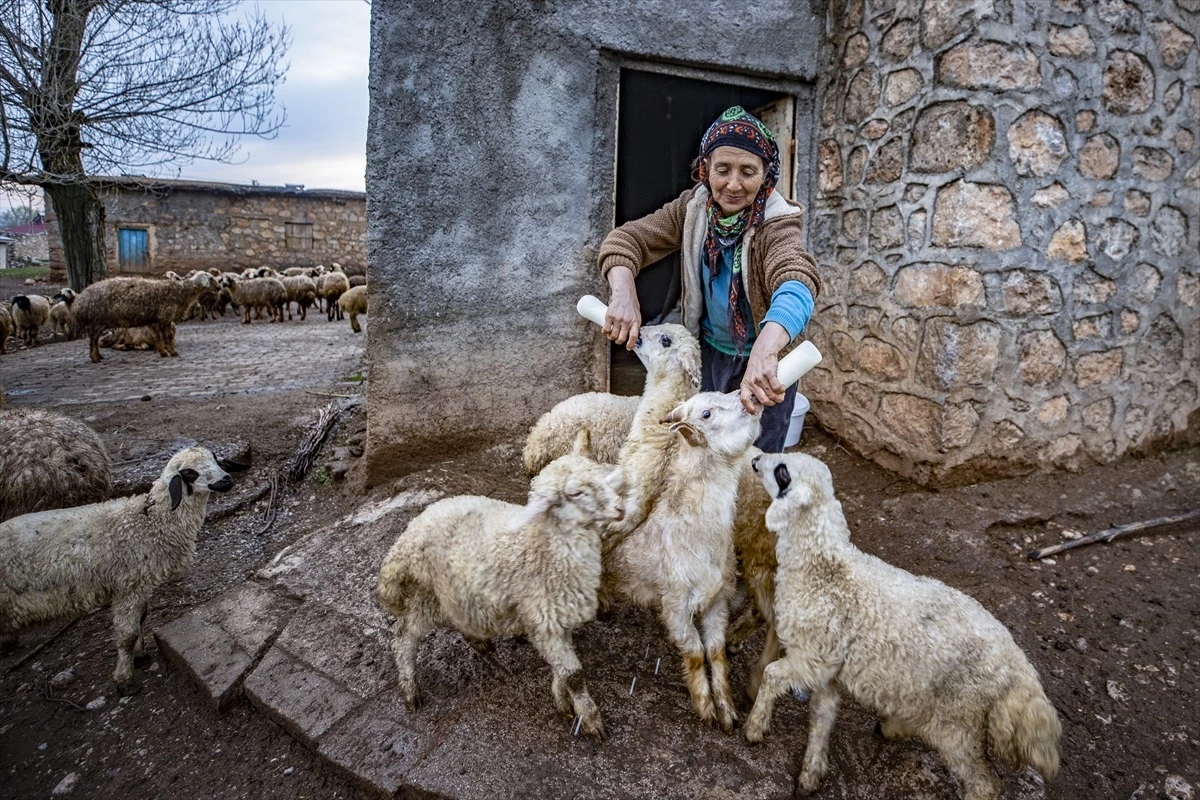 Tunceli’de Köylüler Oğlak ve Kuzuları Anneleriyle Buluşturuyor