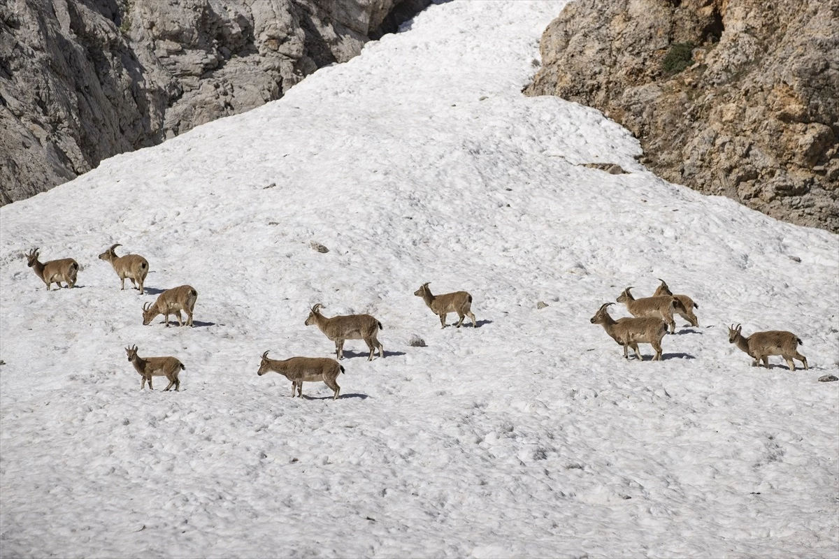 Tunceli’de Yaban Keçileri Munzur Dağları’nda Sürü Halinde Geziyor
