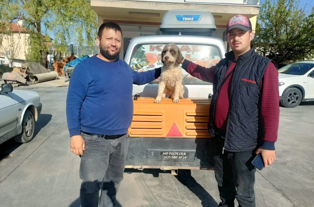 Samsunlu avcı Fatih Gören'in kaybolan köpeği Denizli'de bulundu