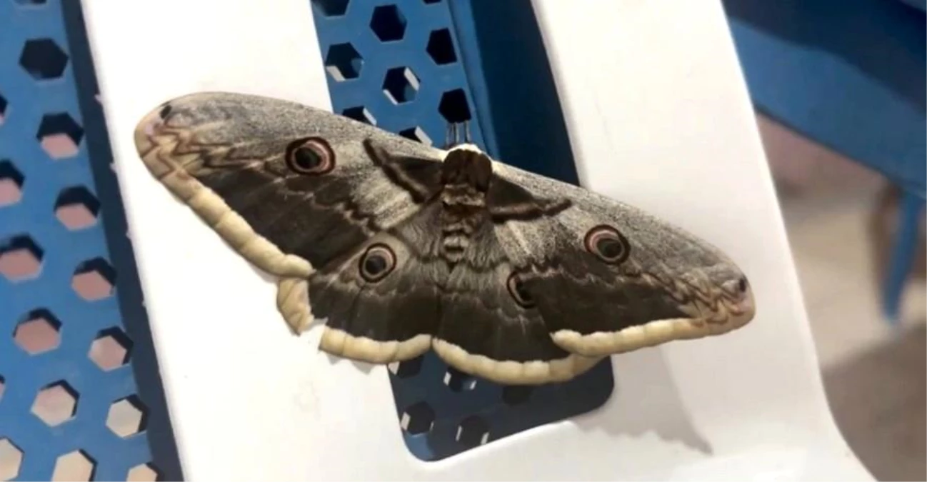 Siirt’te Avrupa’nın en büyük kelebeği görüldü