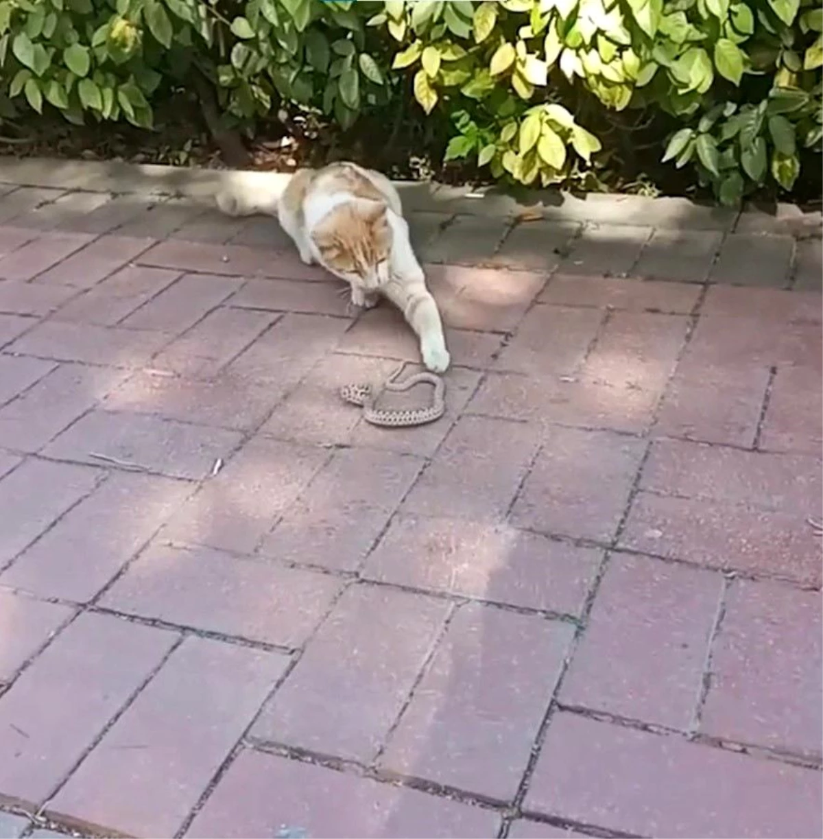 Kırşehir'de kedi ile yılanın kavgası kameraya yansıdı