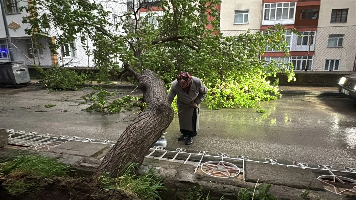 Yozgat'ta Şiddetli Rüzgarın Yola Devirdiği Kayısı Ağacı Hasara Neden Oldu