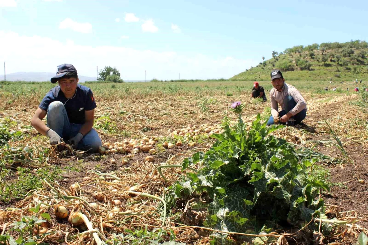 Şanlıurfa’dan Hatay’a göç eden tarım işçileri zorlu şartlarda çalışıyor