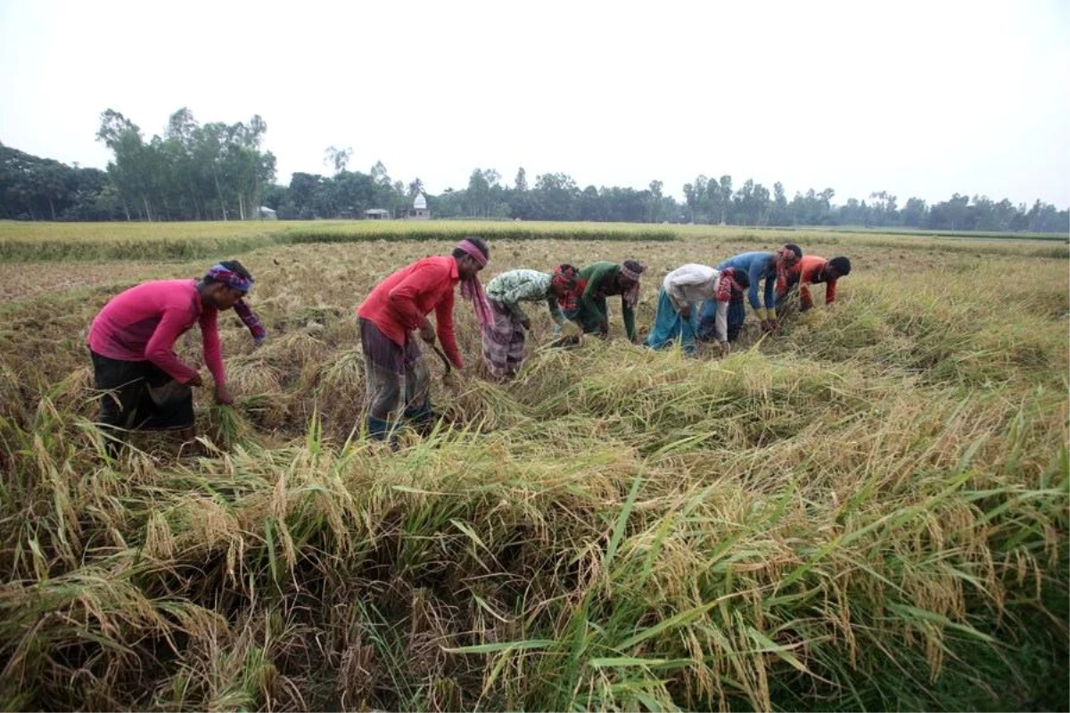 Bangladeş’te Çiftçilerin Çeltik Hasadı Sevinci