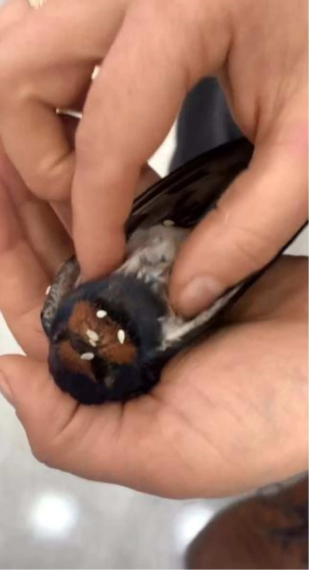 Artvin'de Otomobilin Camına Çarpan Kuş İlk Yardım İle Hayata Döndü