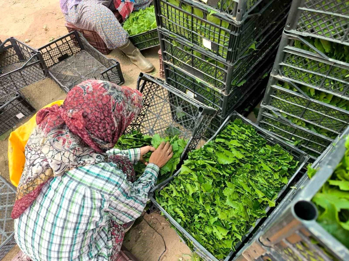 Manisa’da Çekirdeksiz Sultaniye Üzüm Yaprakları Aile Ekonomisine Katkı Sağlıyor