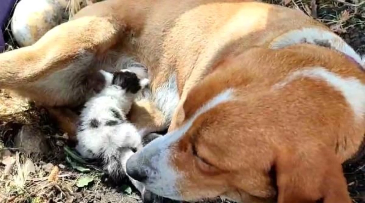 Kısırlaştırılan köpek, terk edilen yavru kediye annelik yapıyor