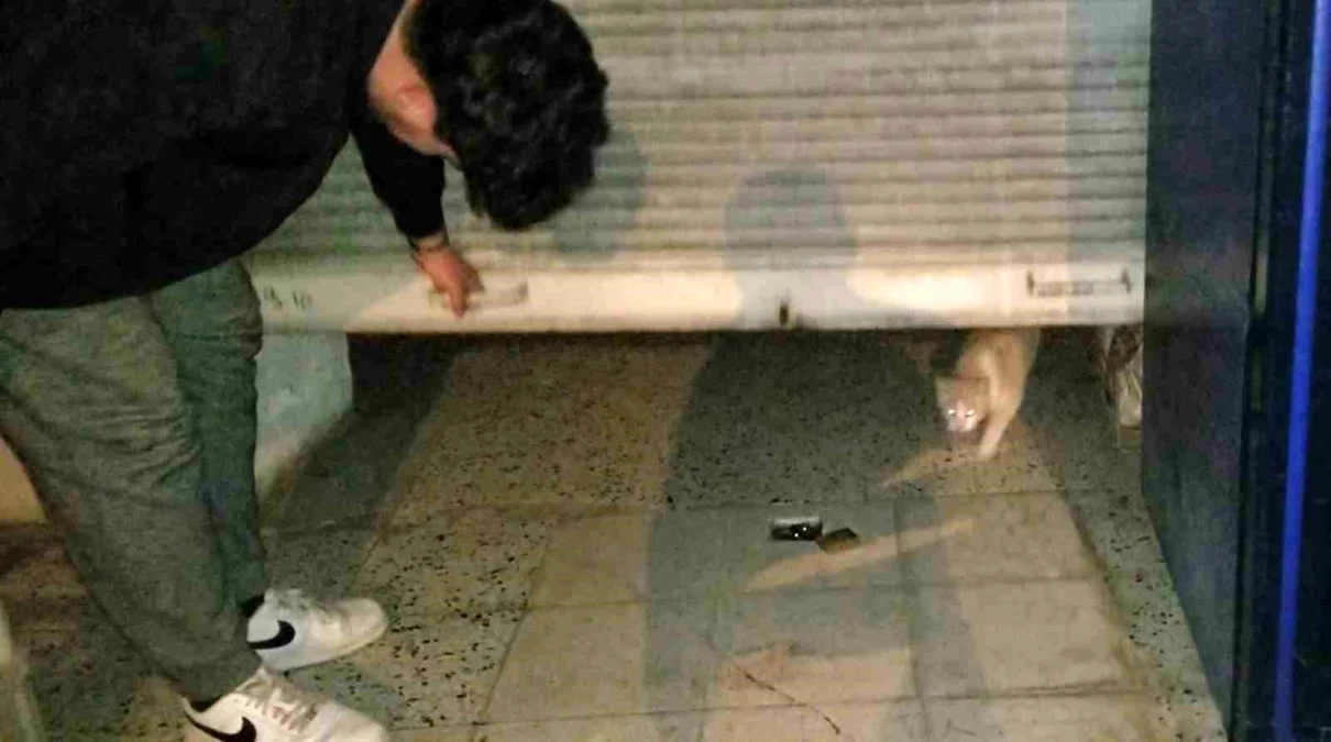 Erzincan'da bakkal hırsızlık şüphelisi kedi çıktı