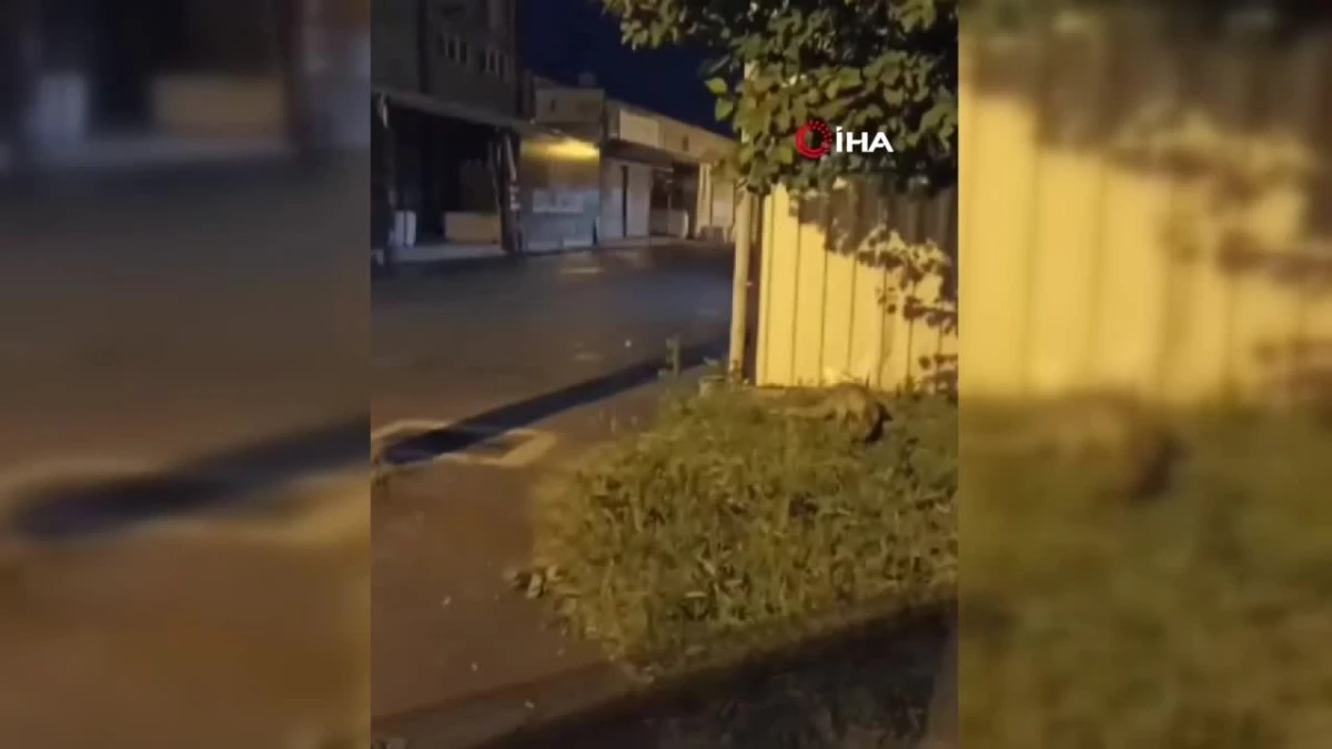 Bursa’da sokakta gezen tilki görüntülendi