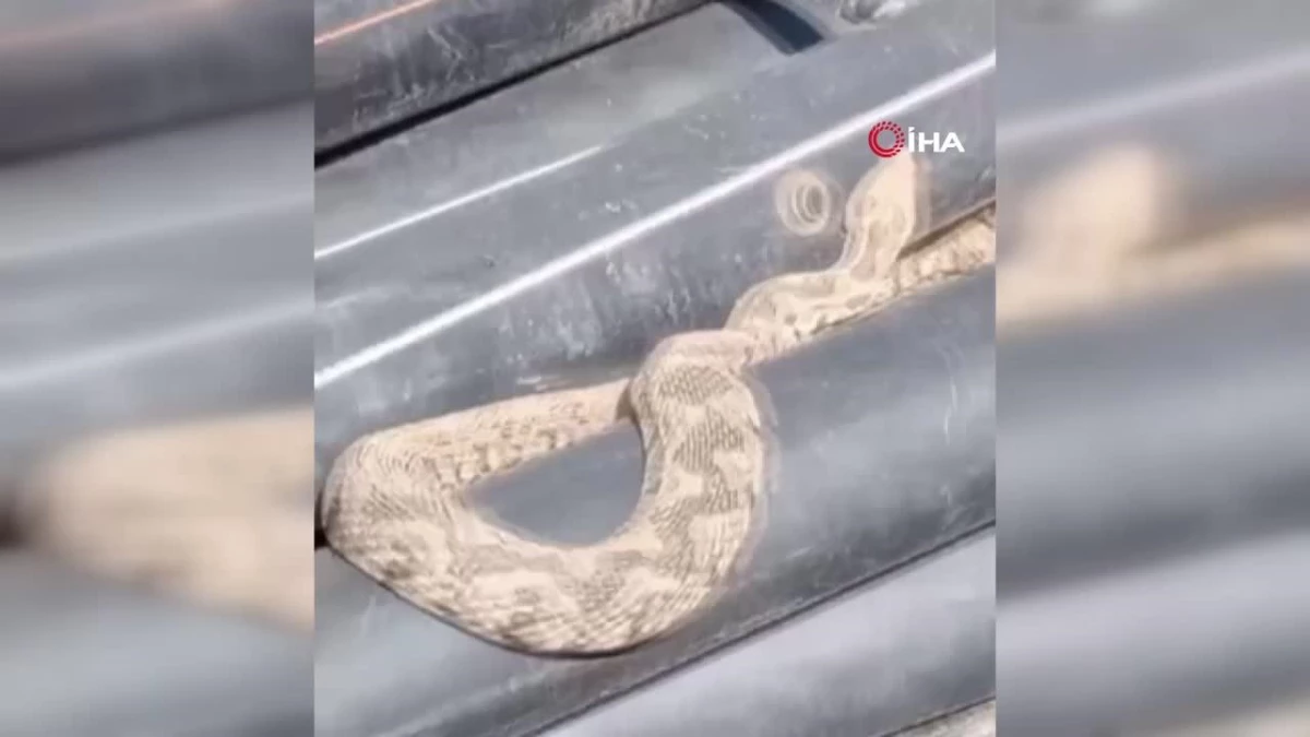 Çanakkale’de su boruları içinden zehirli engerek yılanı çıktı