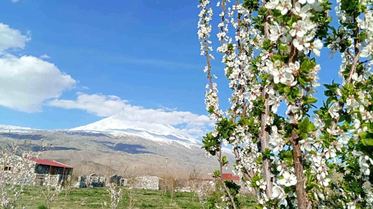 Ağrı'da Kurulan 5 Bin Ağaçlı Meyve Bahçesi Turistlerin Cazibe Merkezi Oldu