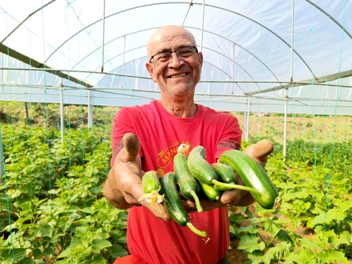 Emekli Recep Yıldırım, Sera Kurarak Sebze Üretimine Başladı