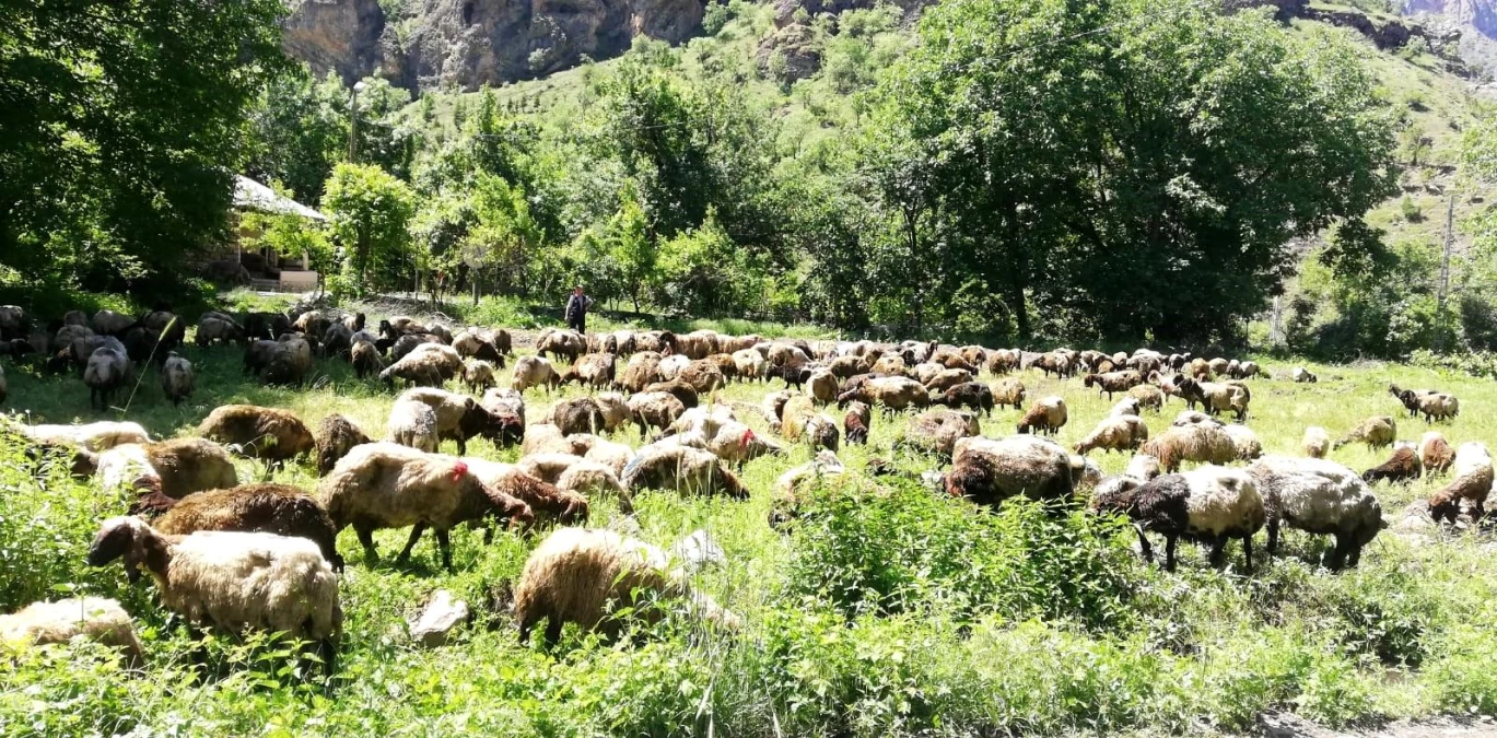 Hakkari’de koyun yüklü tır devrildi, onlarca hayvan telef oldu