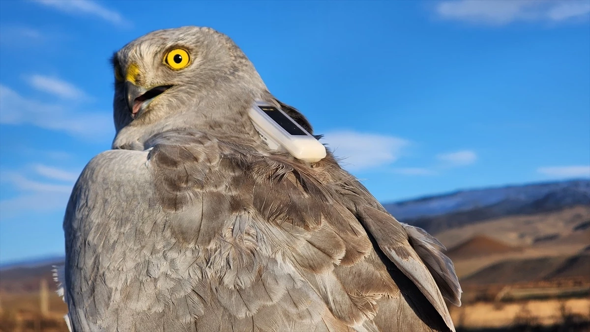 Iğdır'da Göçmen Kuşların Uydudan İzlenmesi