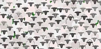 IQ testinden kimse geçemiyor! Resimde koyunlar arasında bulunan keçiyi 11 saniyede bulabilecek misiniz?