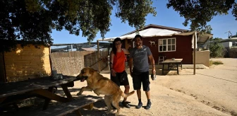 İspanya'da barınaklar sayesinde sokaklarda sahipsiz köpek bulunmuyor