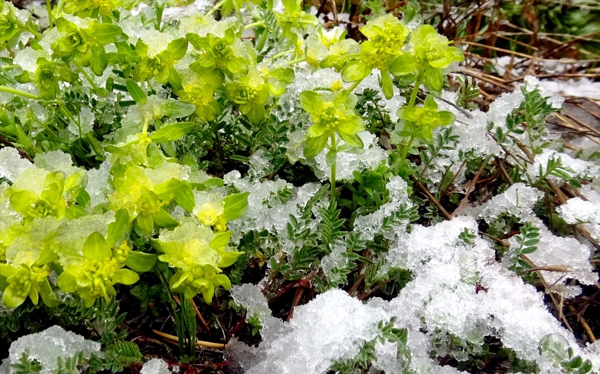 Kars’ın Sarıkamış ilçesinde kar yağışı etkili oldu