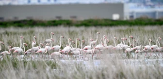 Kayseri’deki Hürmetçi Sazlığı’nda Flamingoların Akını