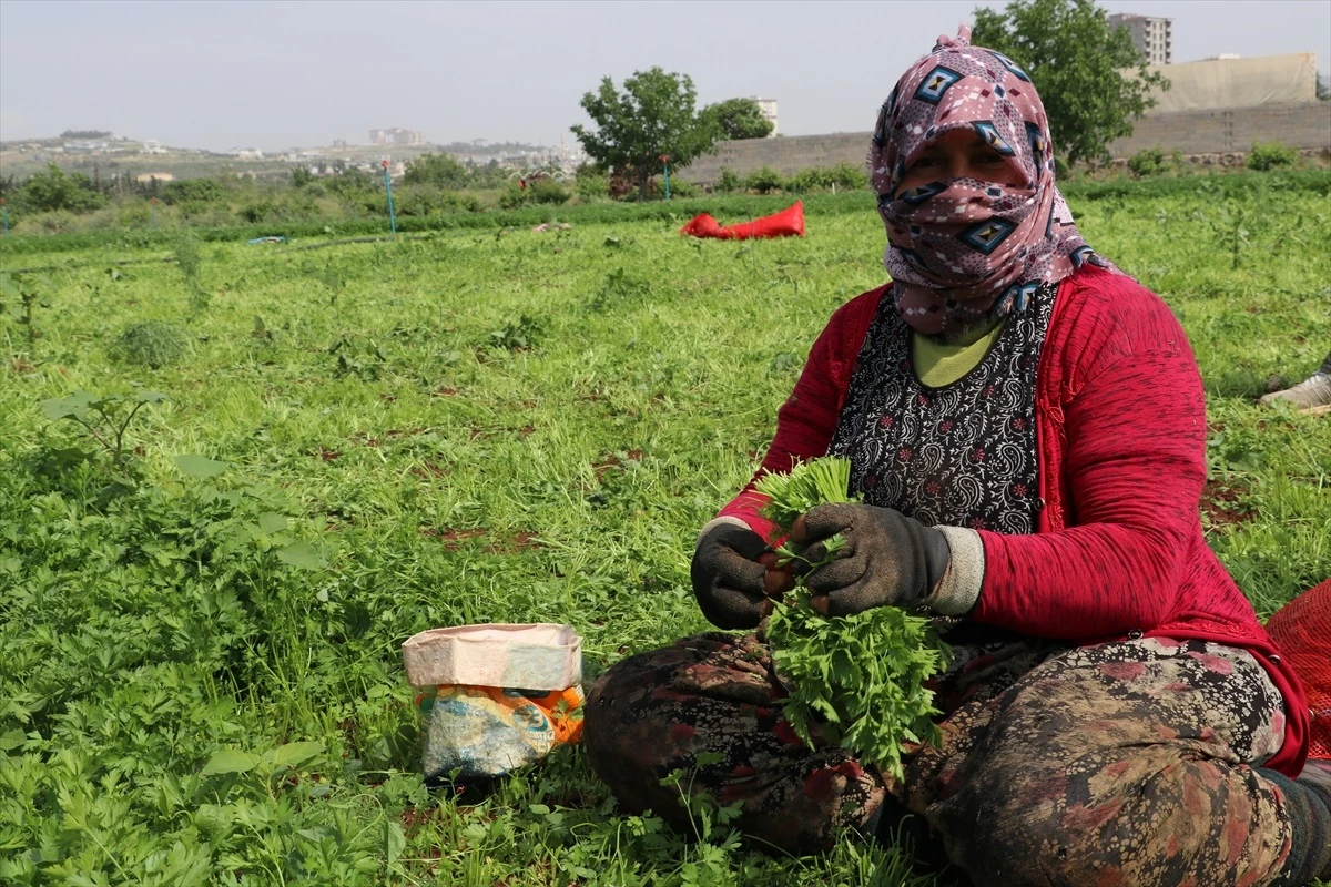 Kilis'te Tarım İşçileri 1 Mayıs'ı Tarlalarda Geçiriyor