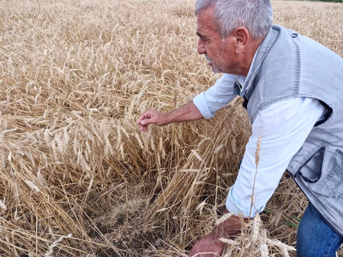 Hatay’da Kuvvetli Yağış Buğday Hasadına Zarar Verdi
