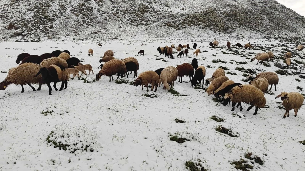 Bitlis’te Mayıs Ayında Kar Yağışı Hayvan Besicilerini Zor Durumda Bıraktı