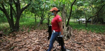 Meksika’da aşırı sıcaklar nedeniyle ölen maymunlar, yaprak gibi ağaçlardan düştü