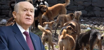 MHP lideri Bahçeli’den başıboş köpeklere ilişkin açıklama: Çok tehlikeli boyutlara ulaştı