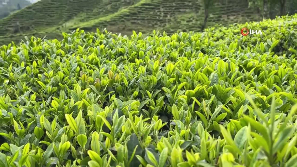 Rize Ziraat Odası Başkanlığı’ndan çay üreticilerine budama çağrısı