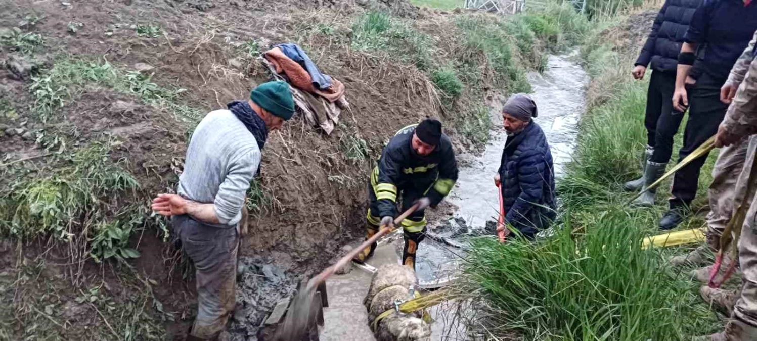 Erzincan’da sulama kanalına düşen koyun itfaiye ekipleri tarafından kurtarıldı
