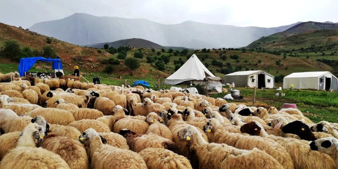 Erzincan’daki Tulum Peyniri Üreticileri Mağdur Ediliyor